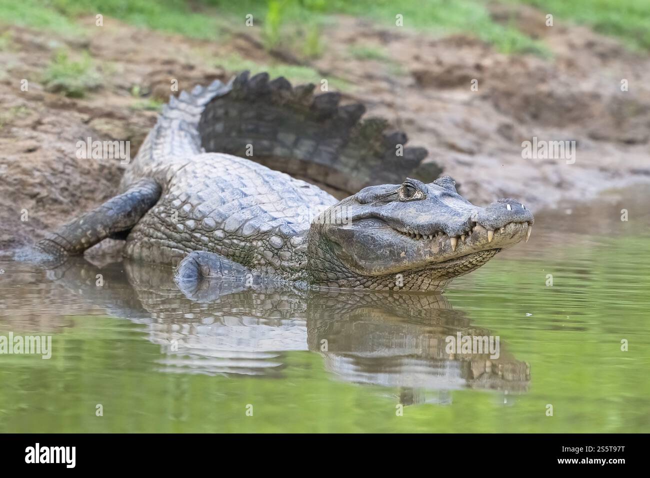 Spectacled caiman (Caiman crocodilus yacara), Alligator (Alligatoridae ...