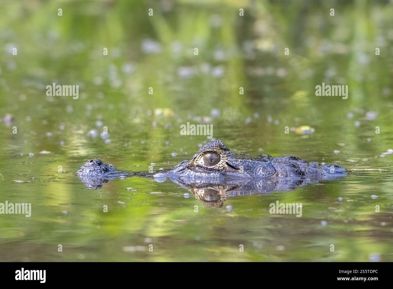 Spectacled caiman (Caiman crocodilus yacara), Crocodile (Alligatoridae ...