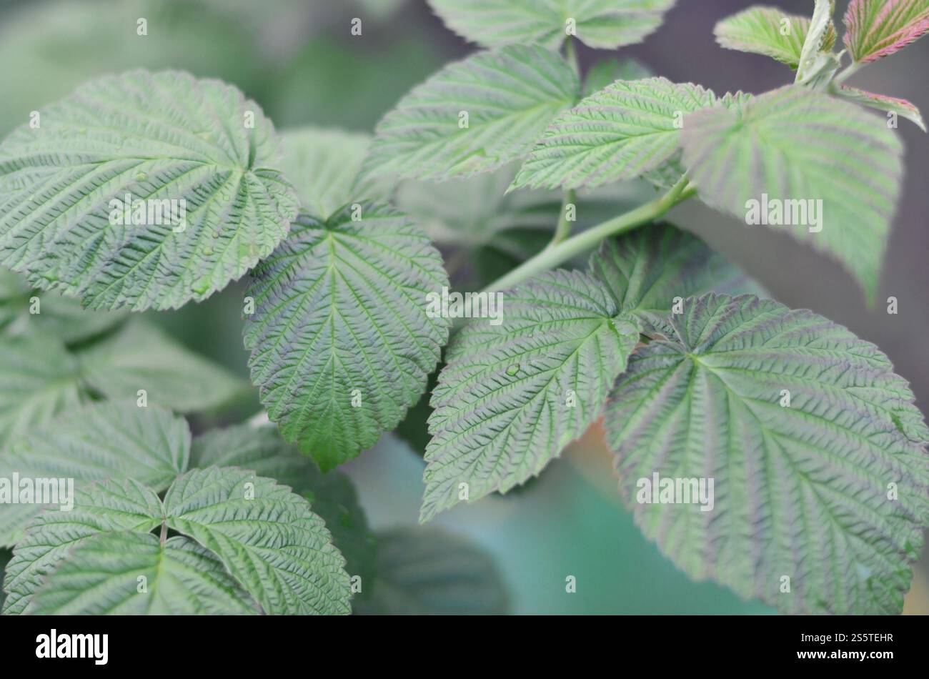 Photo of a few green leaves from a raspberry bush. Growing bush of ...