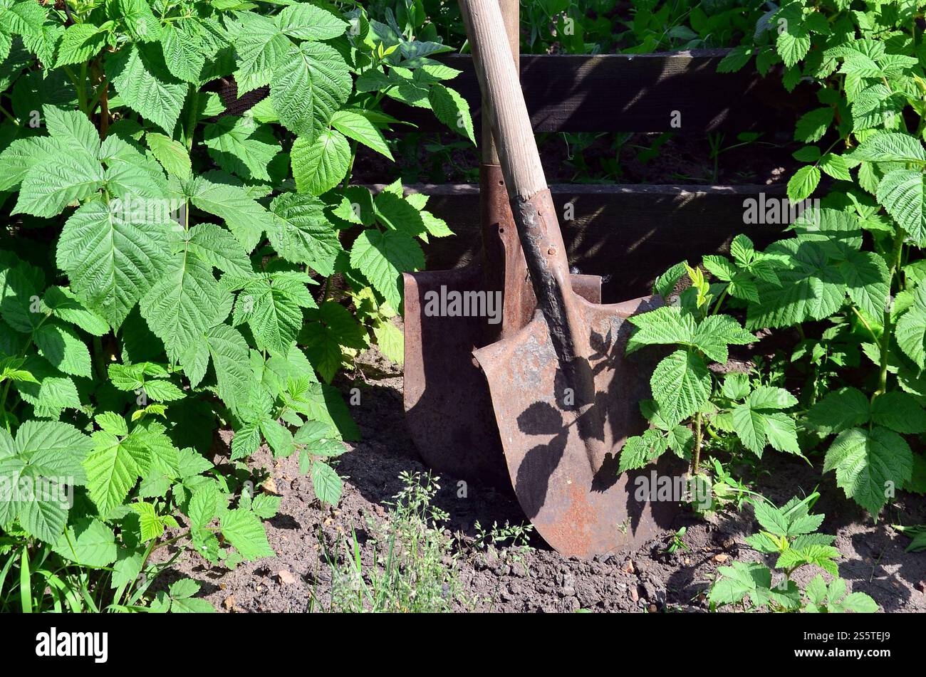 An old rusty shovel near the raspberry bushes, which grow next to the wooden fence of the village garden. Background image associated with seasonal Stock Photo