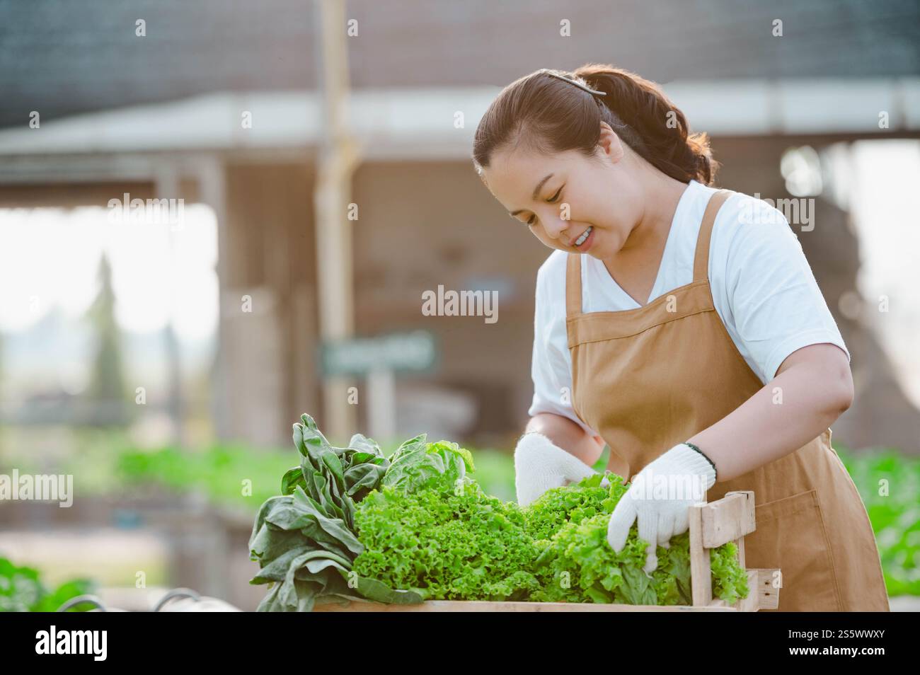 Portrait of Asian farmer woman holding wooden box full of fresh raw ...