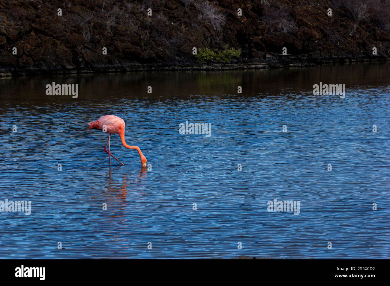 gal-pagos-flamingo-phoenicopterus-ruber-dipping-its-beak-into-the