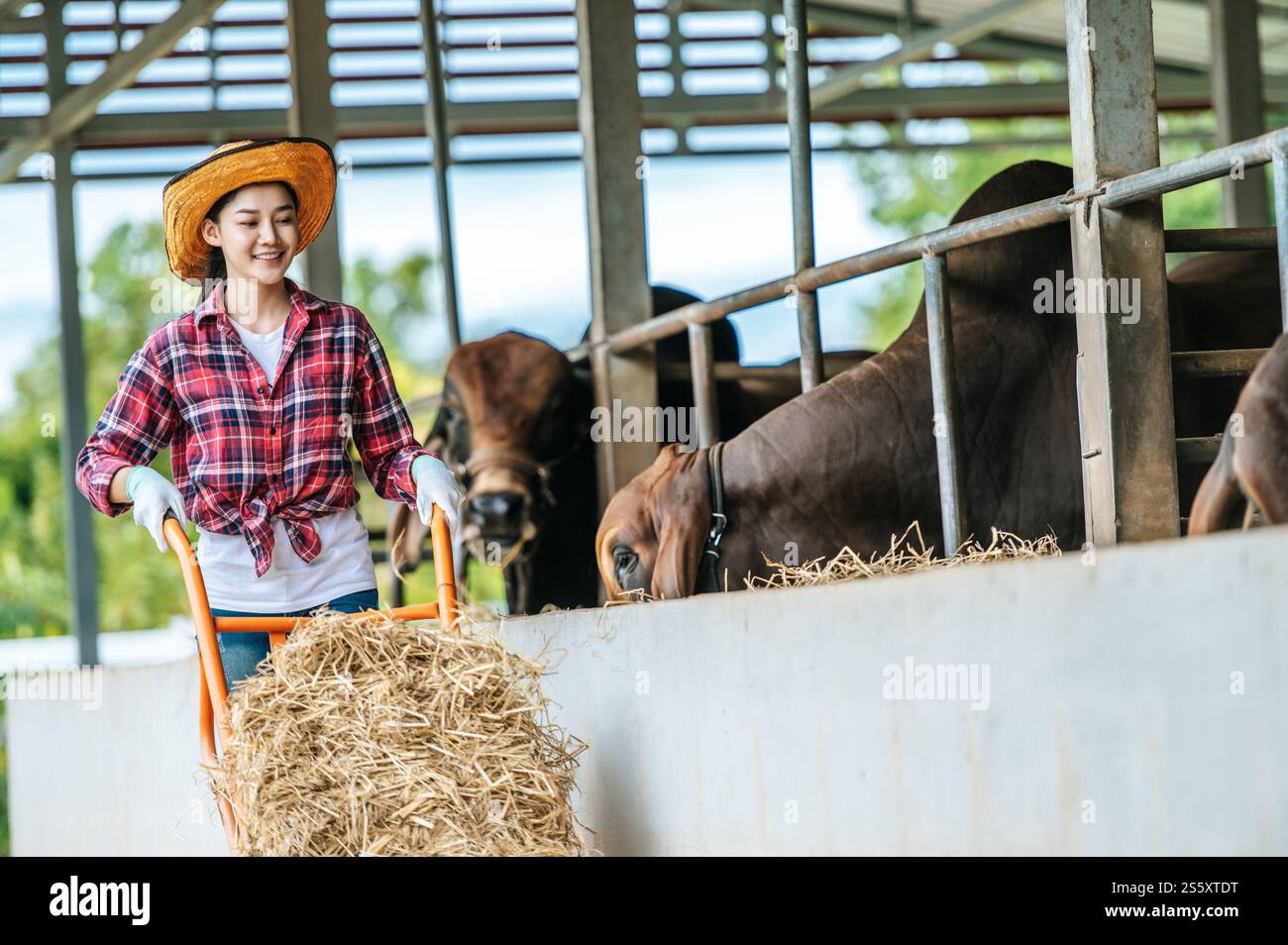 Portrait of Happy Asian farmer woman feeding cows in cowshed on dairy ...