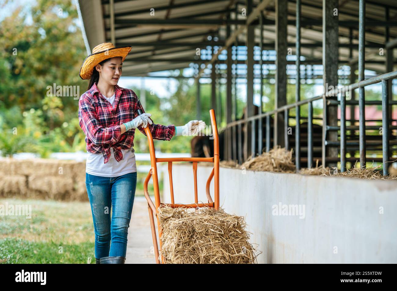 Portrait of Happy Asian farmer woman feeding cows in cowshed on dairy ...