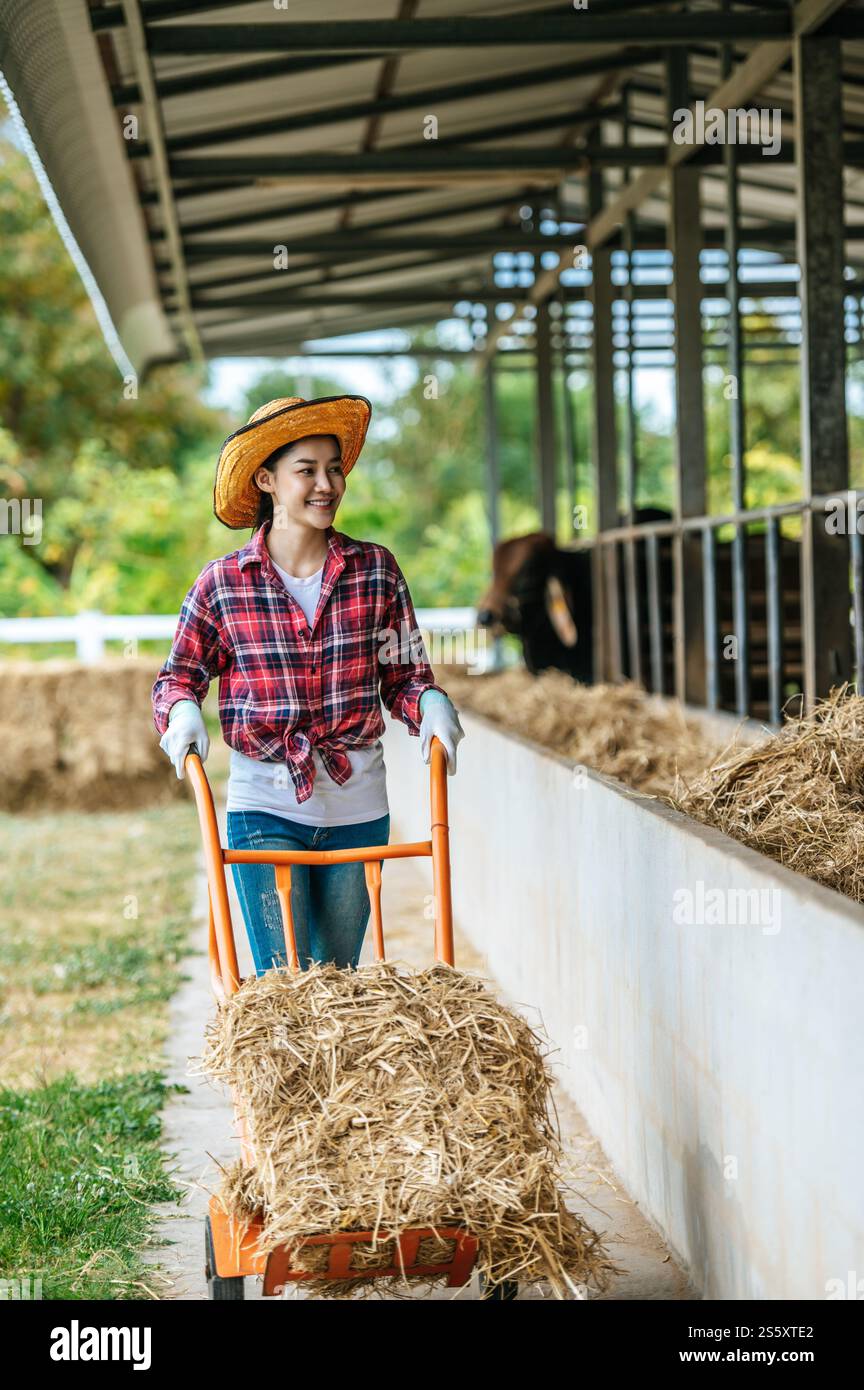 Portrait of Happy Asian farmer woman feeding cows in cowshed on dairy ...