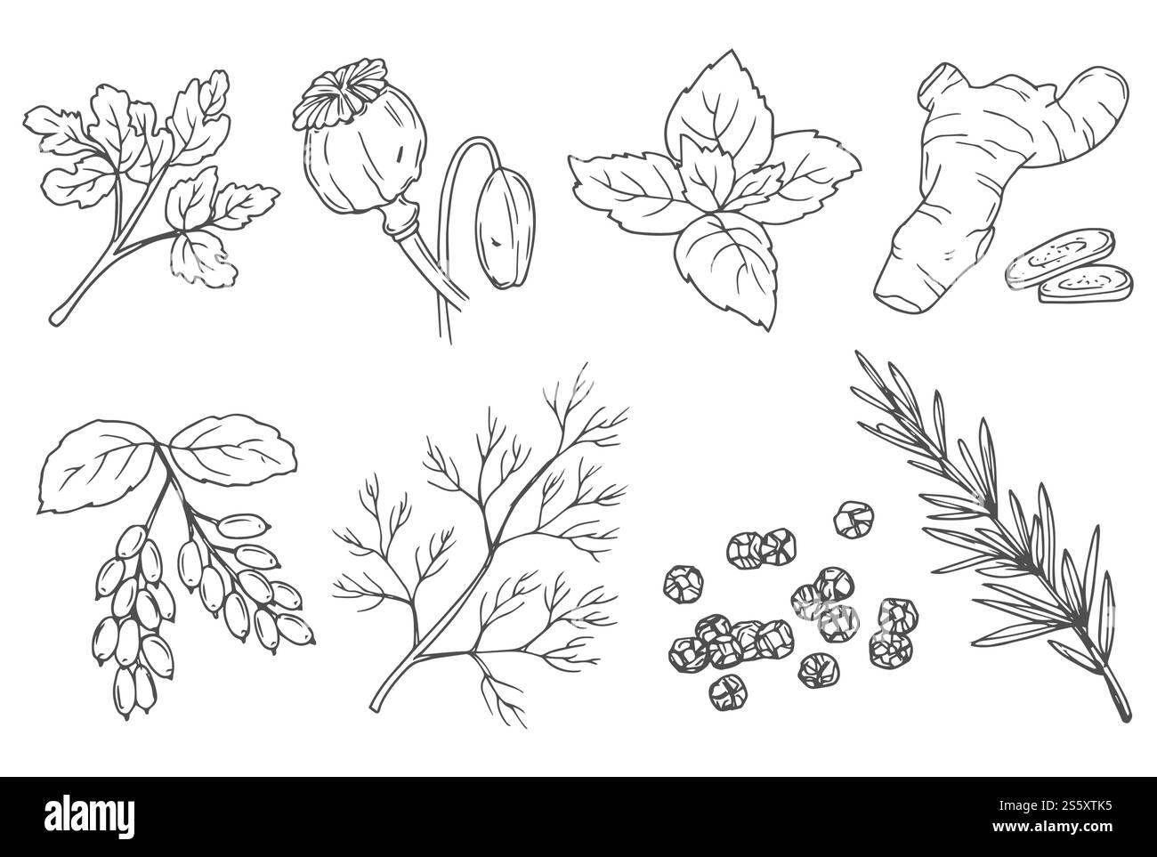 Spices, cooking herbs and seasonings sketch vectors set. Bay leaves, peppermint and sage, cinnamon and ginger, black pepper, cardamon and cloves, basi Stock Vector