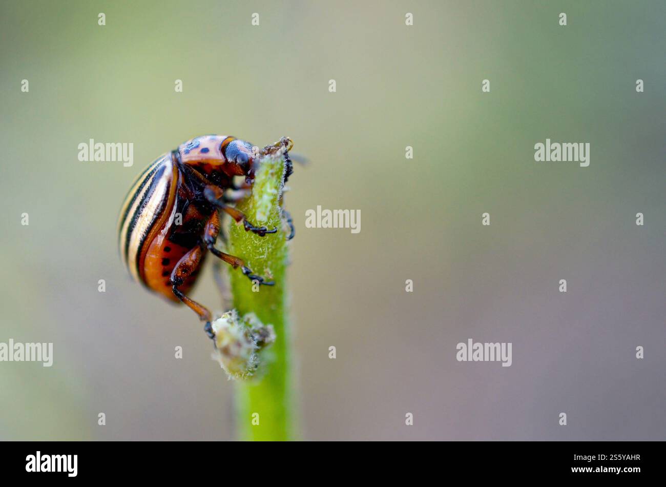 Colorado potato beetle crawling on potato leaves. Ten-striped spearman ...