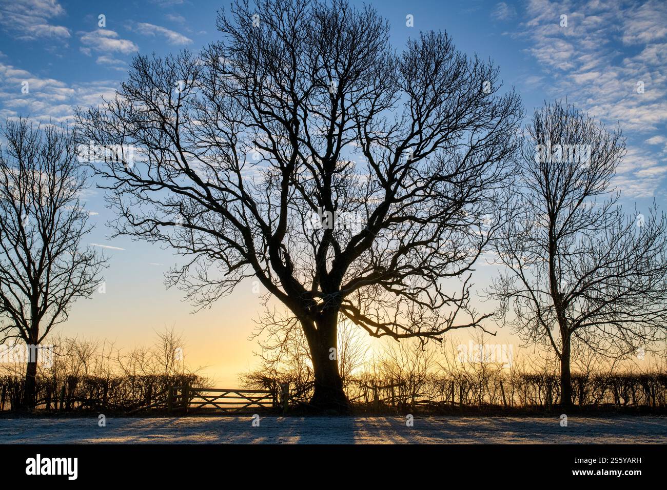 Trees in the frost and mist on the Cotswold Way after sunrise. Gloucestershire, Cotswolds, England Stock Photo
