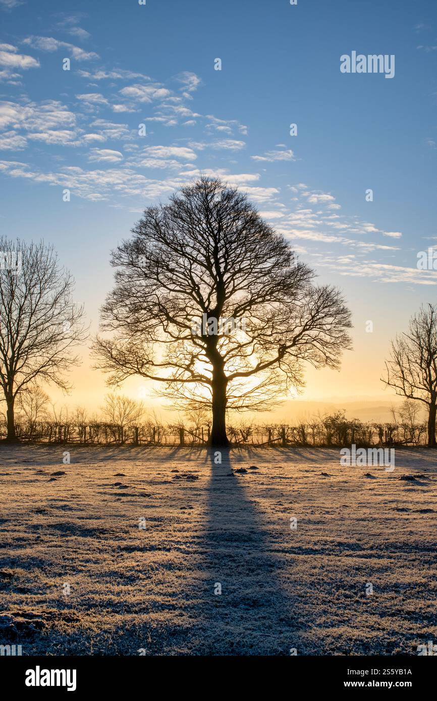 Trees in the frost and mist on the Cotswold Way after sunrise. Gloucestershire, Cotswolds, England Stock Photo