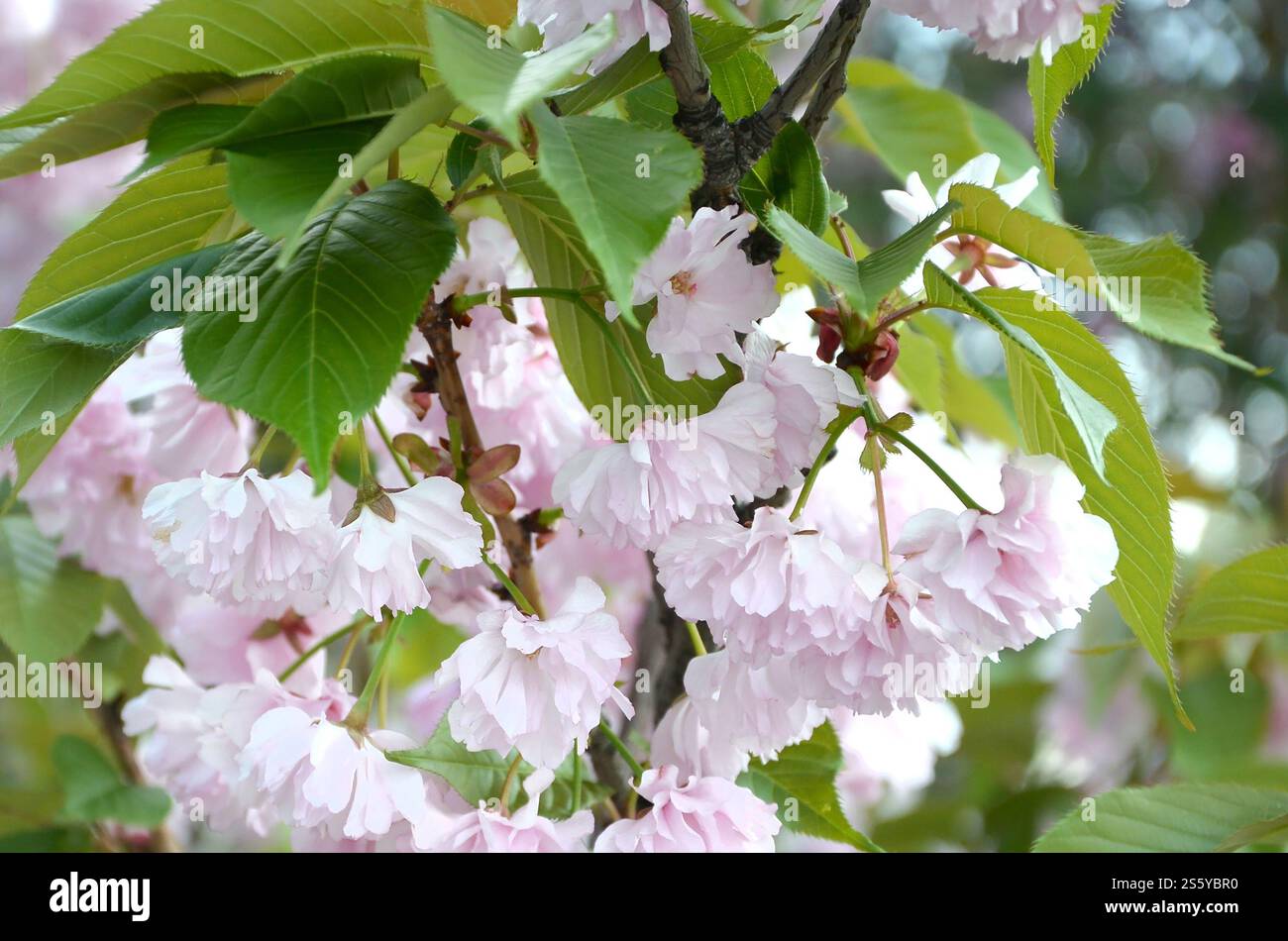 Cherry Sakura in Japan in blossoming season. Pastel pink petals of ...