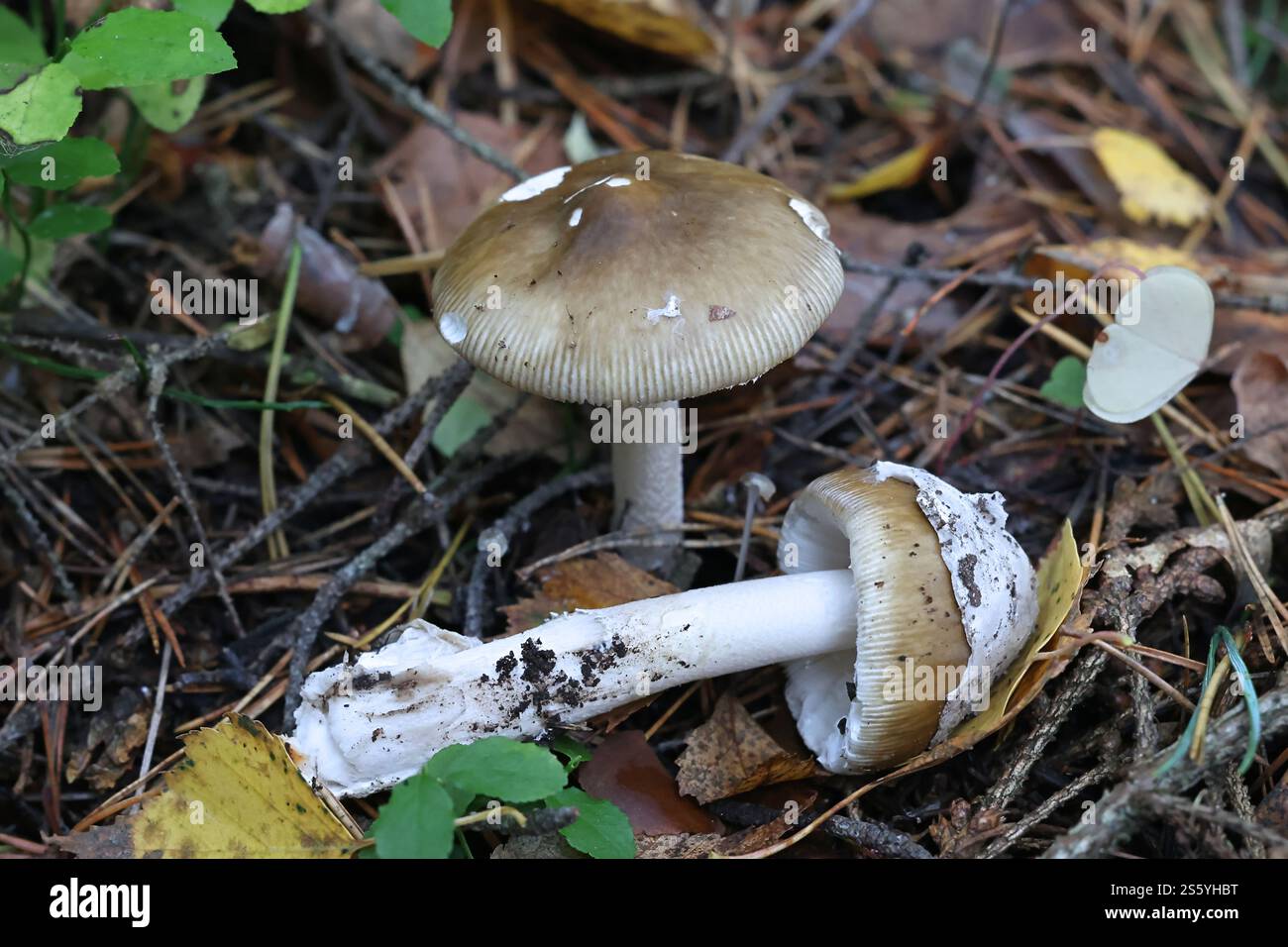 Ringless Amanita submembranacea, commonly known as Peeling Paint Ringless ...