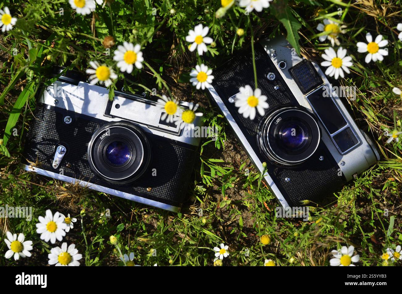 Camera In Field An old photo cameras from mid of 20th century in green field of daises ...