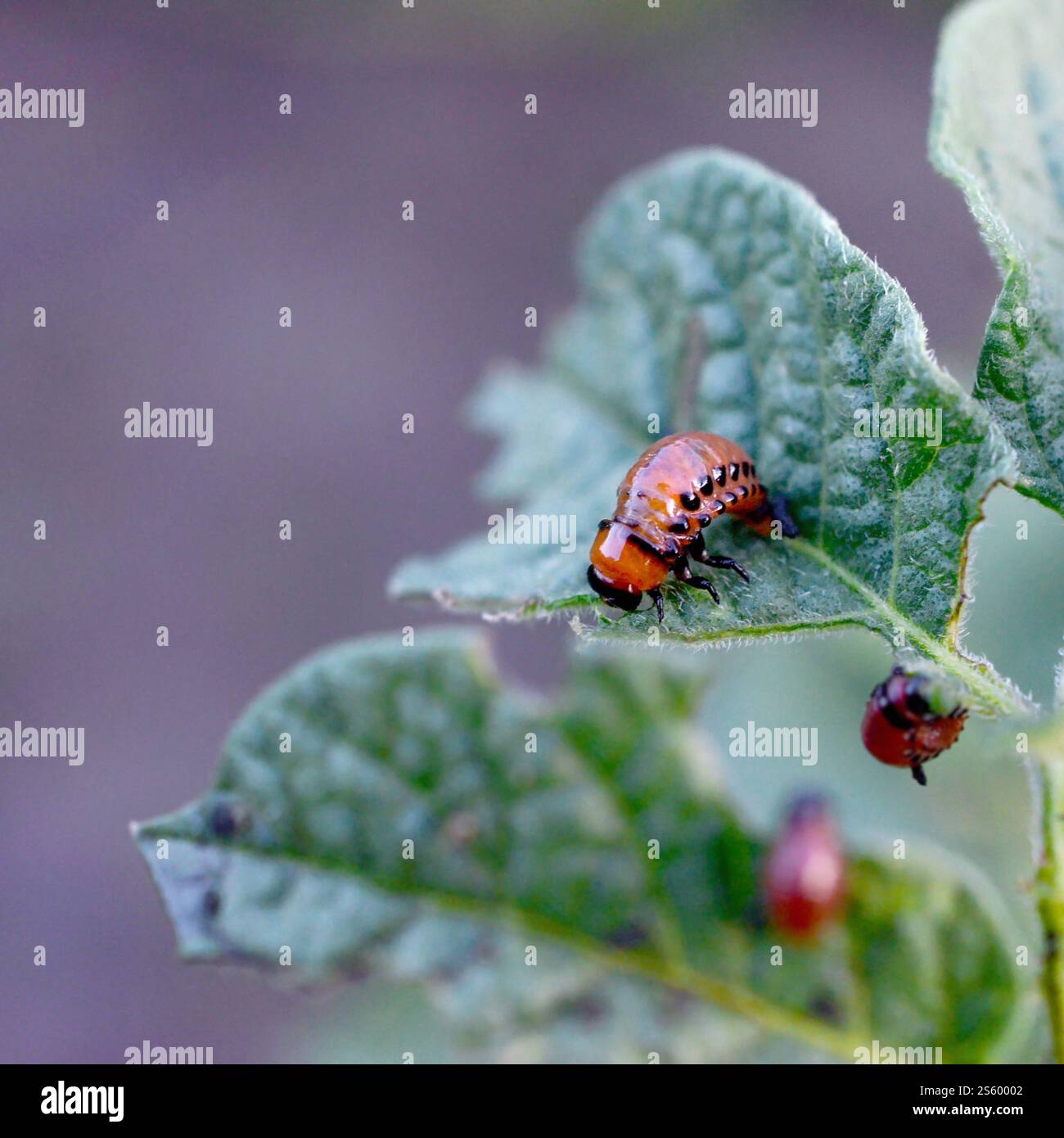 Colorado potato beetle larvae eat leaf of young potato, closeup. Pests ...