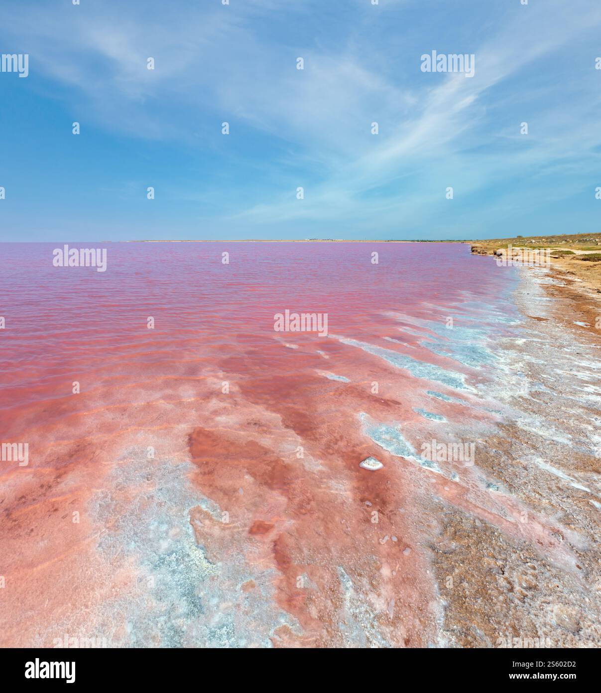 Rotten Salt Pink extremely salty Syvash Lake, colored by microalgae with ...