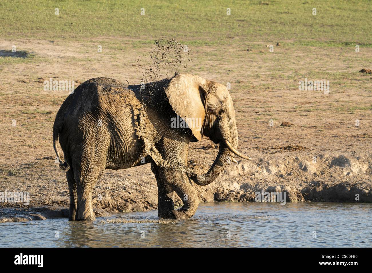 Elephant, Loxodonta africana, bull spraying mud on his body. Side view ...