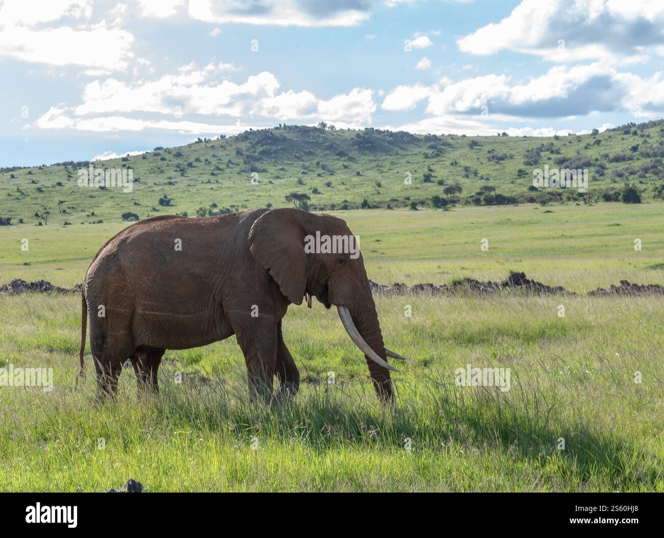 The African bush elephant grazing in the savannah Stock Photo - Alamy