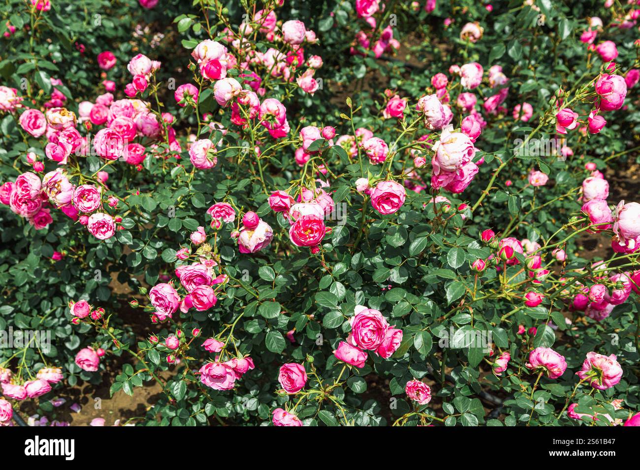 Pink English Shrub Roses Pink purple roses close-up in the summer garden. An English shrub rose ...