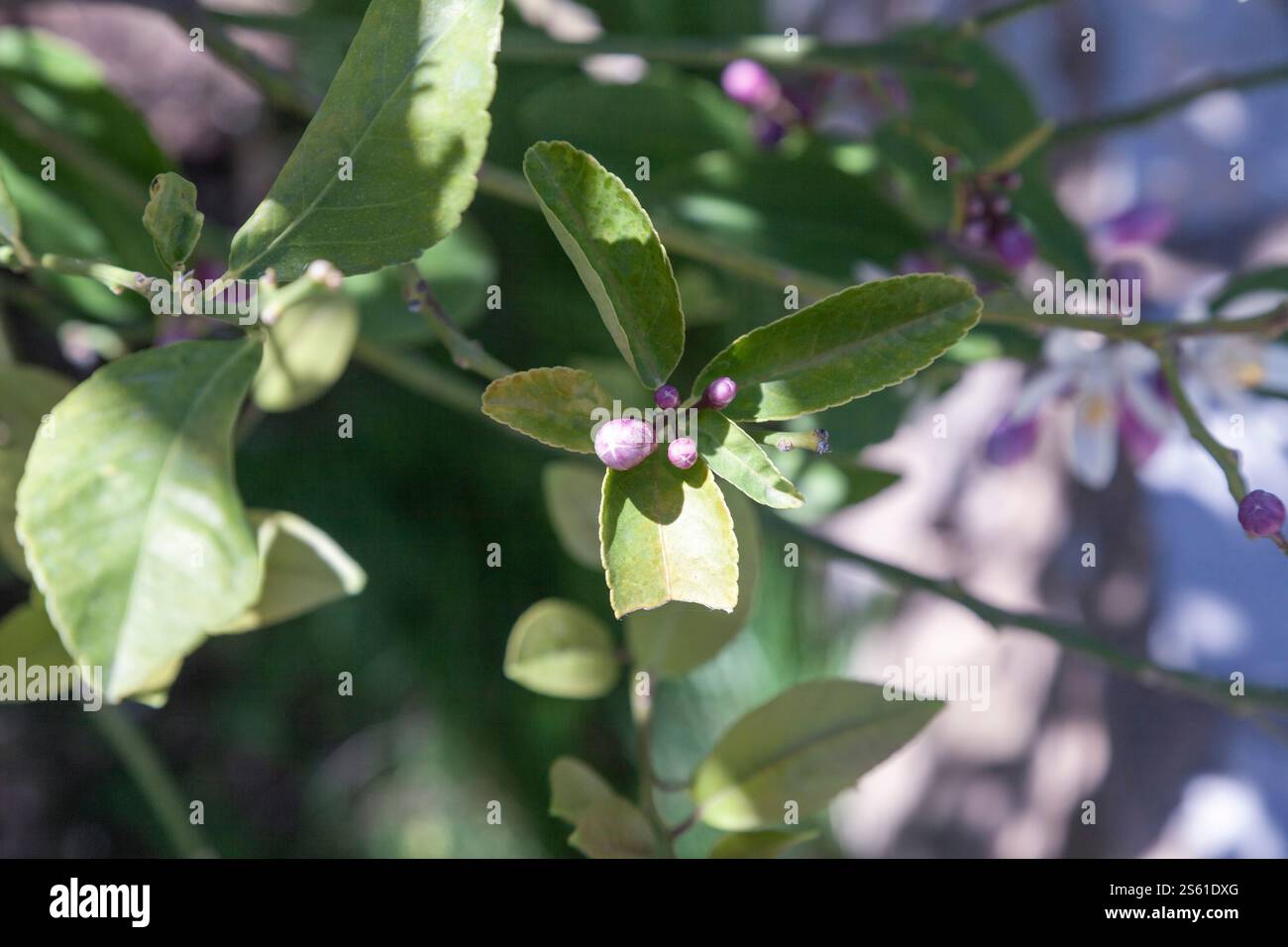 Selective focus and close up. Mini lemon on the lemon tree. Stock Photo