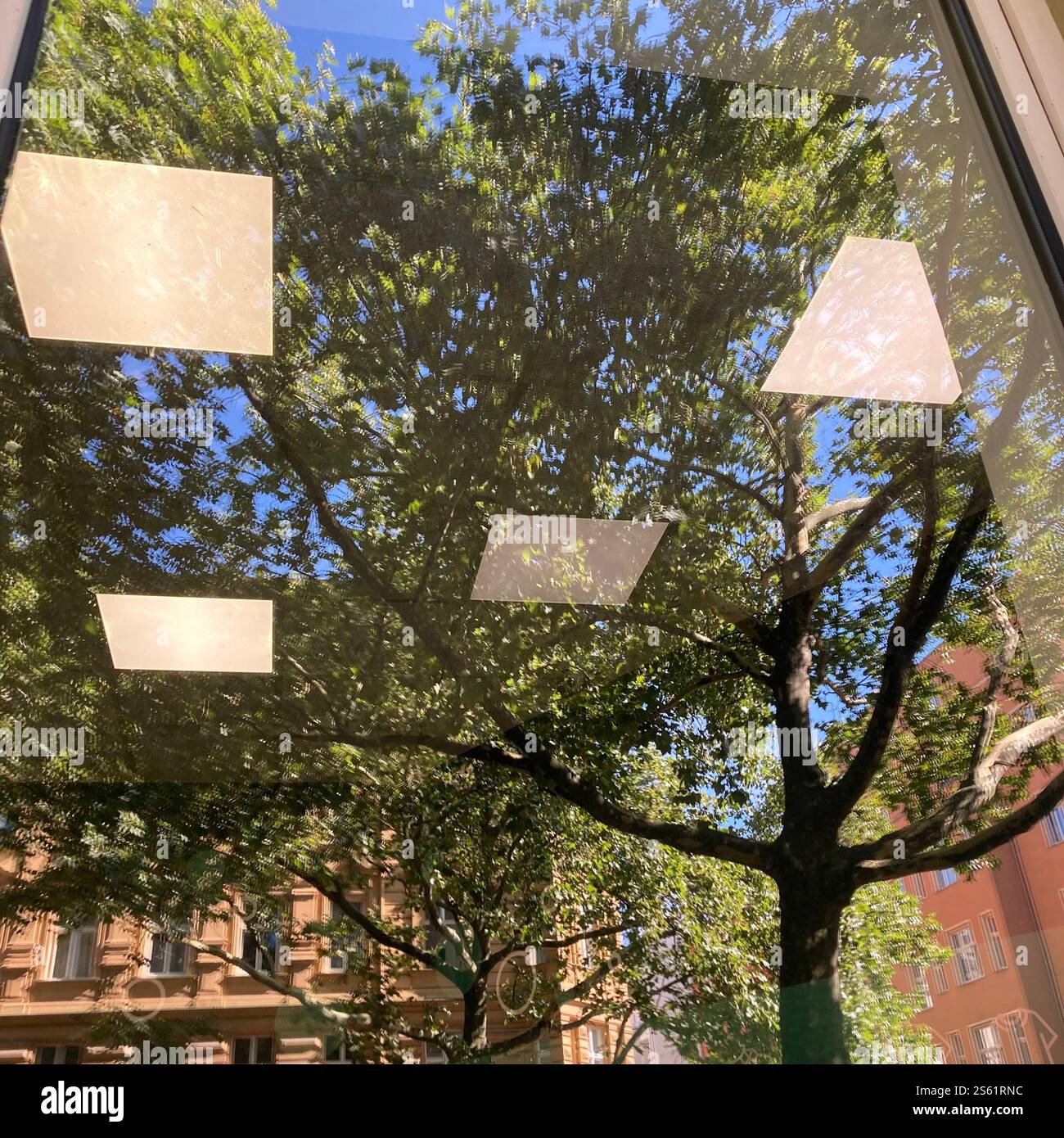 A vibrant reflection of trees and blue sky displayed on a glass pane with modern ceiling lights, creating a blend of natural and urban elements - Smartphone Captured Stock Image