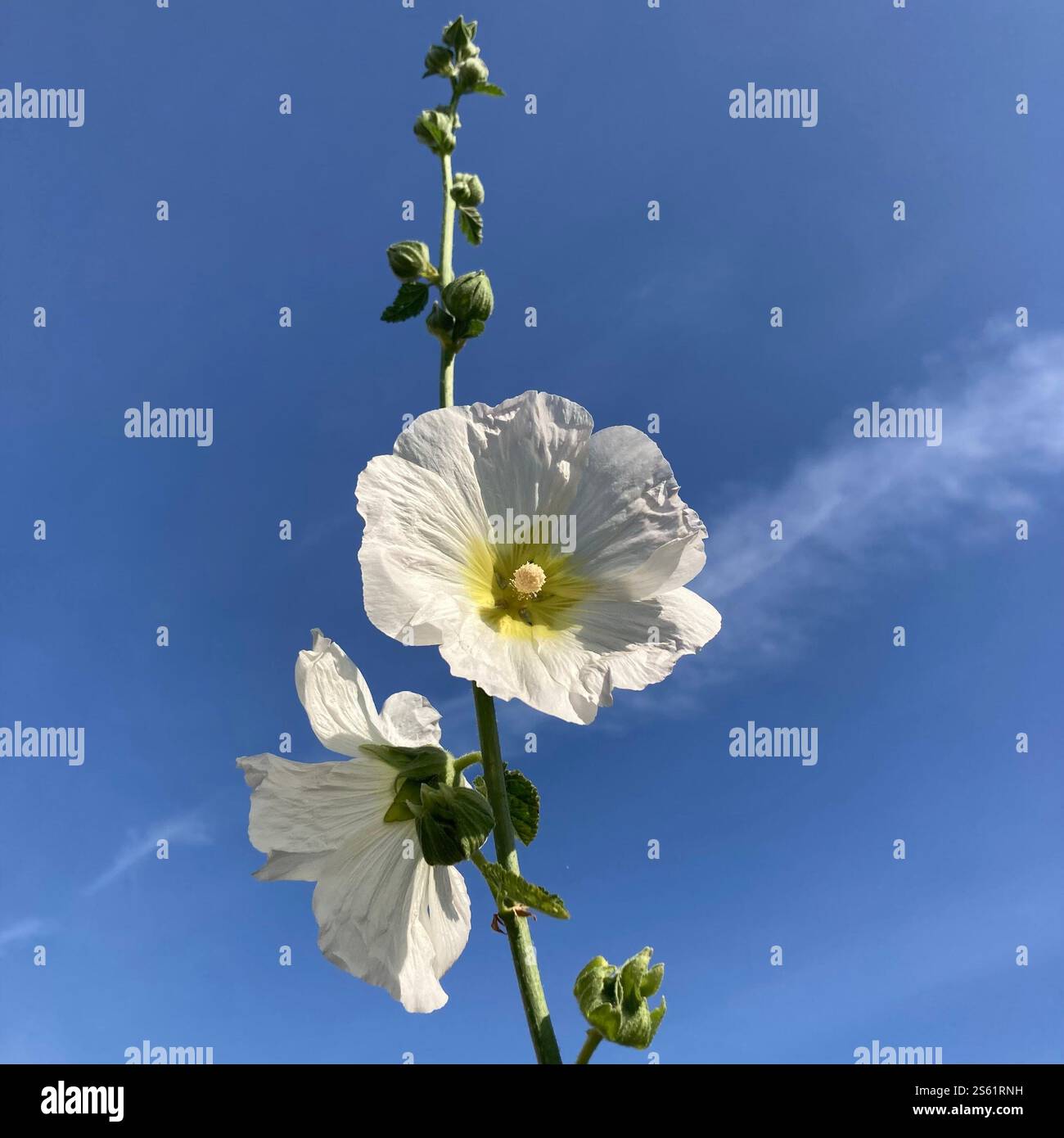 A close-up view of beautiful white flowers on a sunny day, showcasing their delicate petals and vibrant green stem under a blue sky.simplicity - Smartphone Captured Stock Image