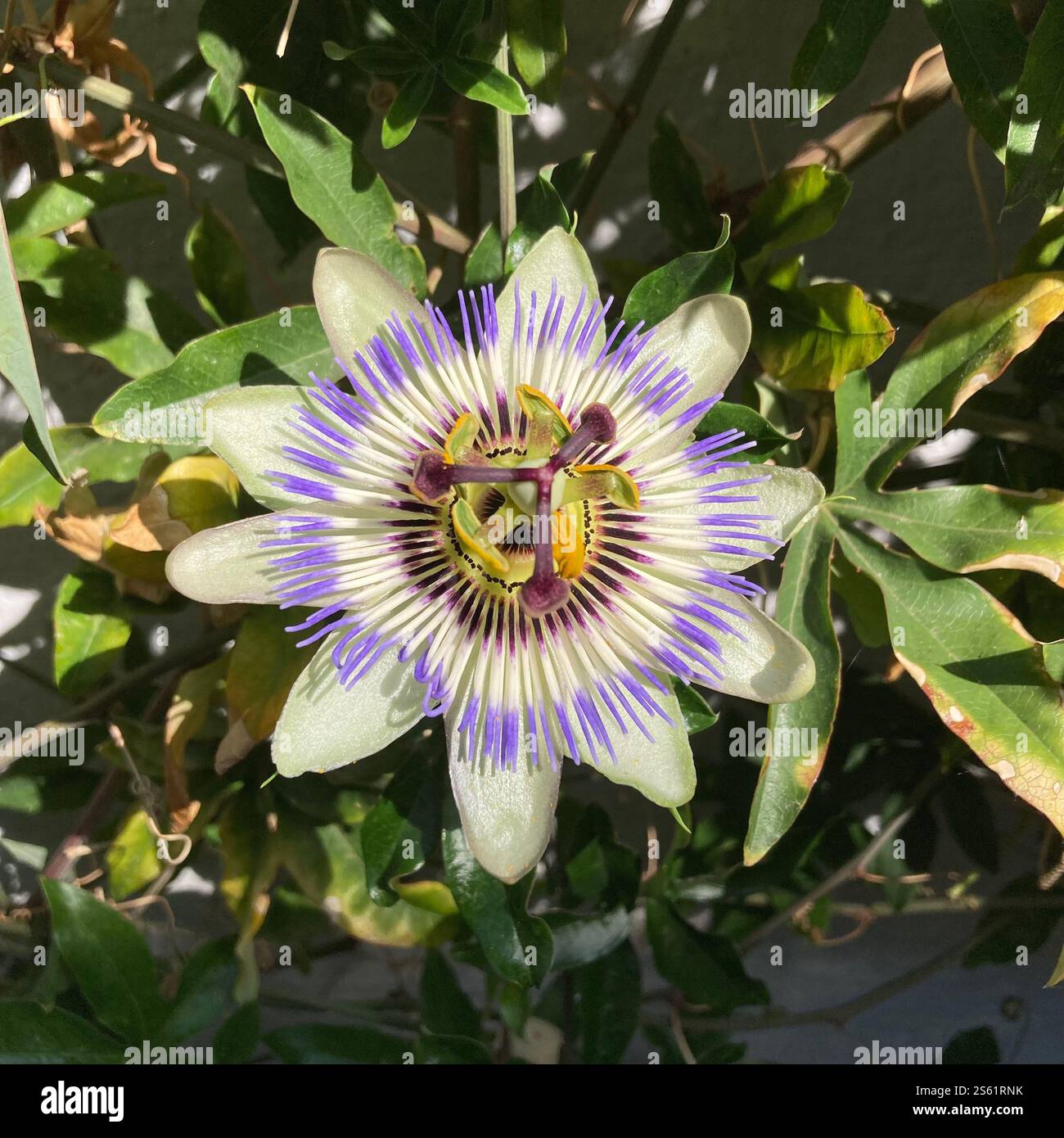 A vivid close-up of a passion flower with its intricate patterns and vibrant colors amidst lush green foliage. - Smartphone Captured Stock Image