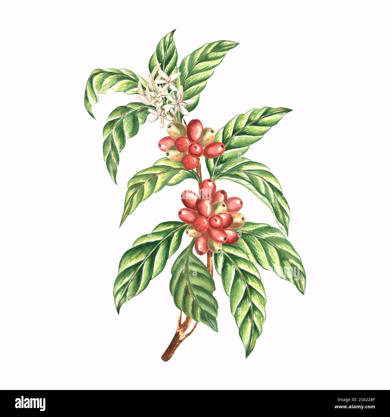Coffee tree branch with leaves, berries and flowers. Composition of ...