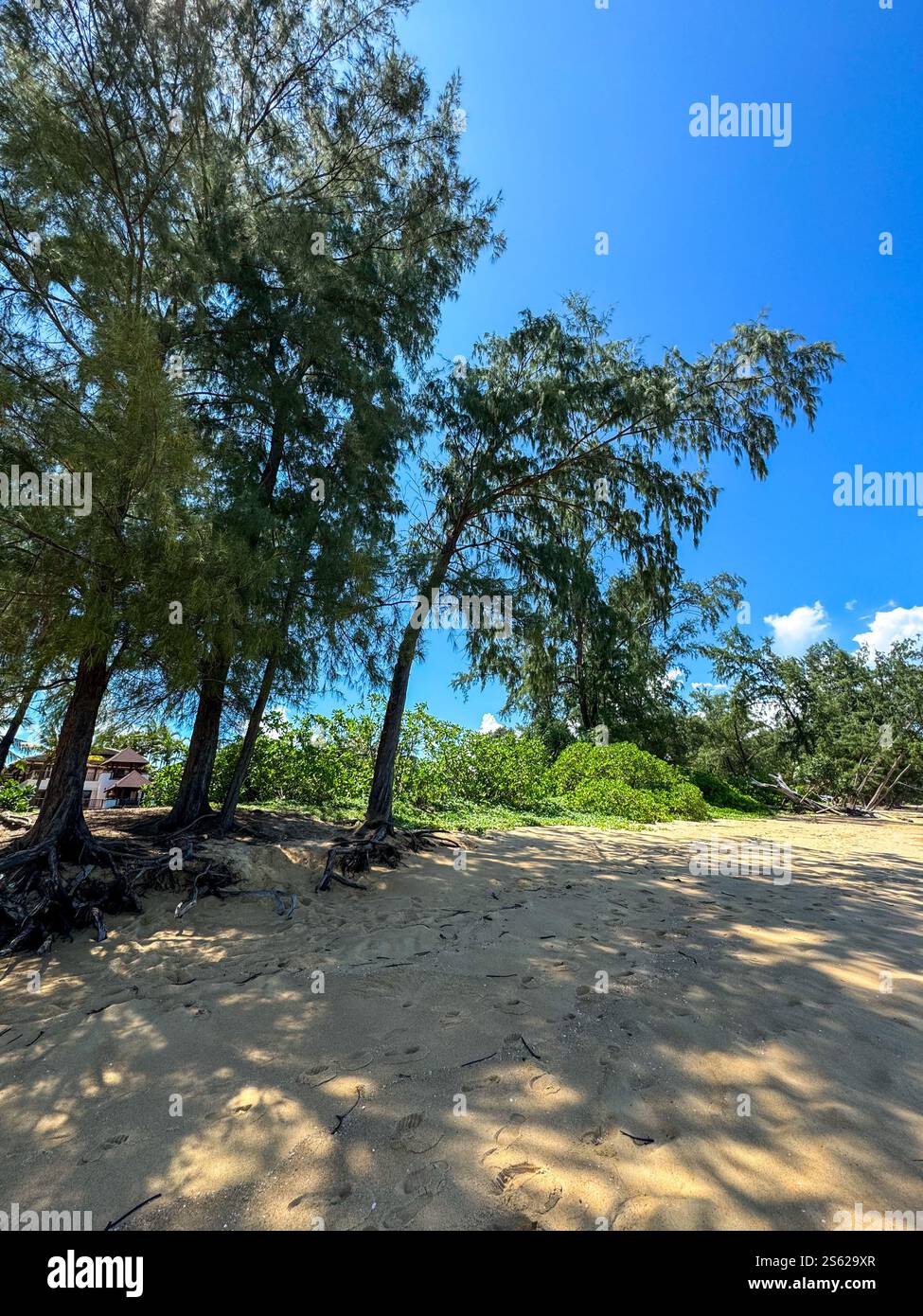 Trees on beach with blue sky and small clouds - Smartphone Captured Stock Image