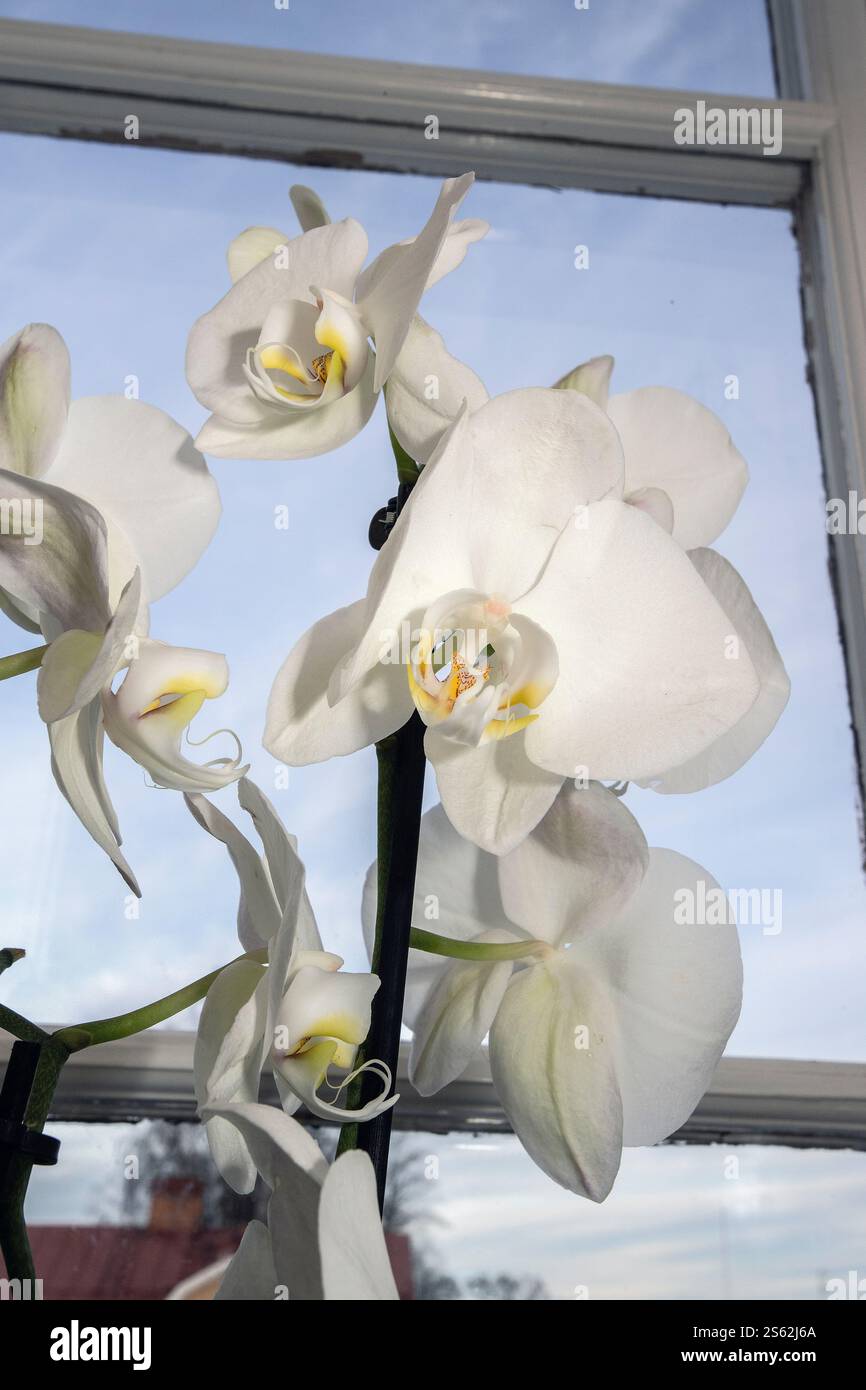 White orchids in pots on a windowsill. Stock Photo