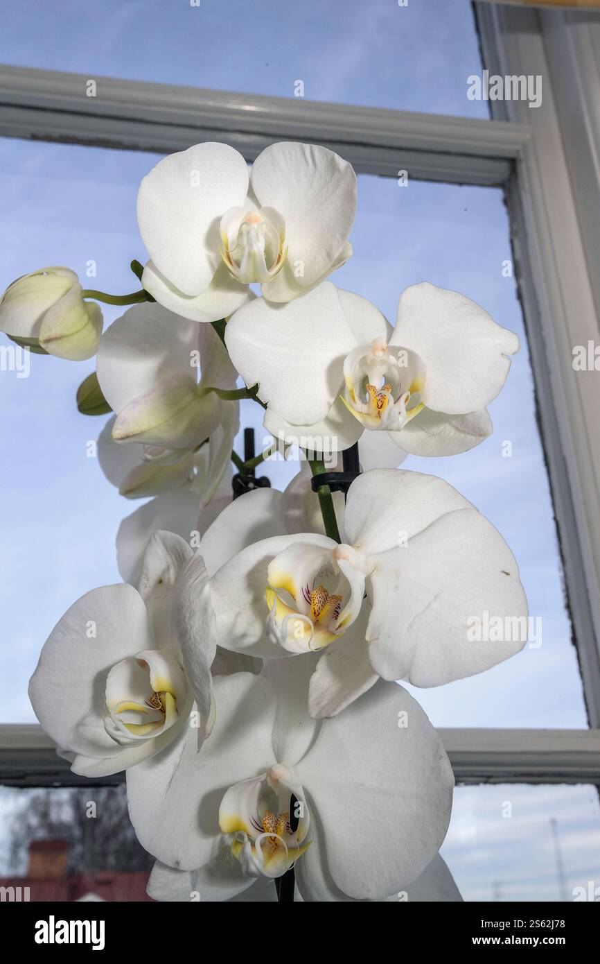 White orchids in pots on a windowsill. Stock Photo