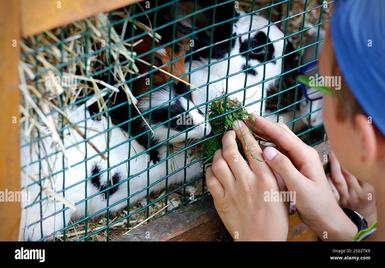 Close-up of children feeding grass to guinea pigs and rabbits through ...