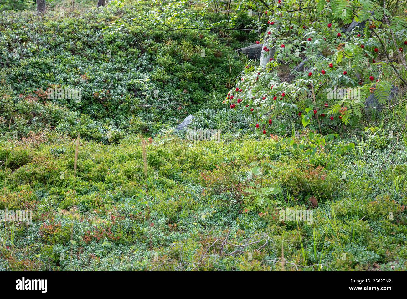 Forest clearing filled with blueberry and lingonberry bushes in Jollas ...