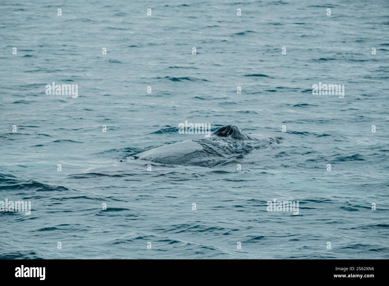 Humpback whale surfacing in the ocean near Húsavík, North Iceland ...