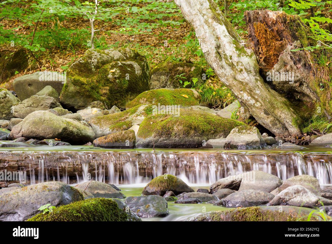 brook in the green forest. scenic view. water flows among mossy stones and trees. beautiful parks and outdoors nature background in summer. woodland e Stock Photo