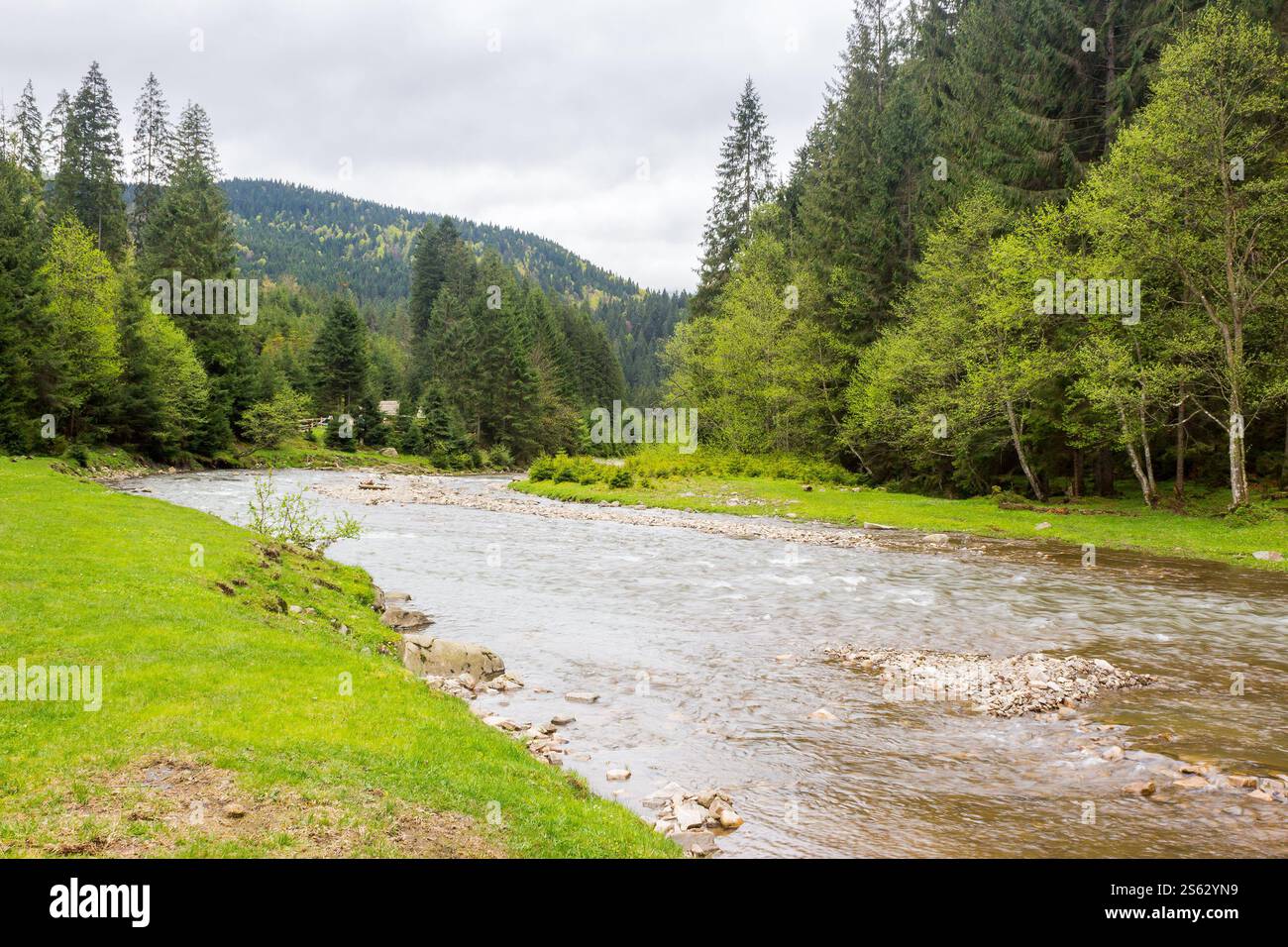 landscape with mountain river in spring. green environment. cloudy weather. forest on the shore. beautiful scenery of synevyr national park. countrysi Stock Photo
