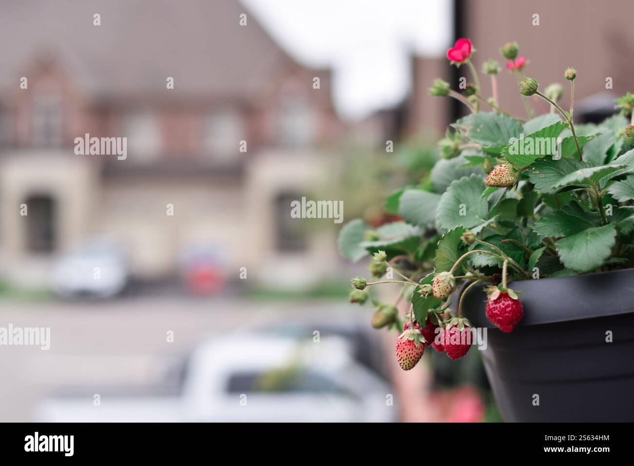 Strawberries in over the rail hanging container growing on a balcony ...