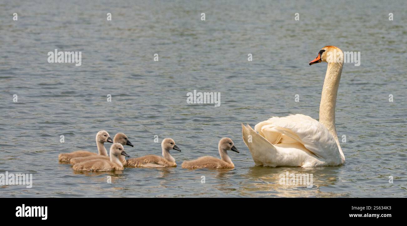 Mother swan and her seven chicks swimming Stock Photo - Alamy