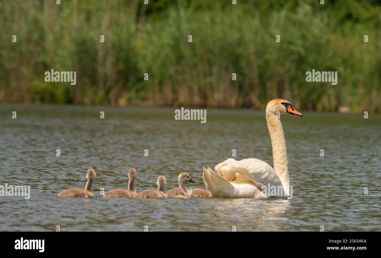 Mother swan and her seven chicks swimming Stock Photo - Alamy