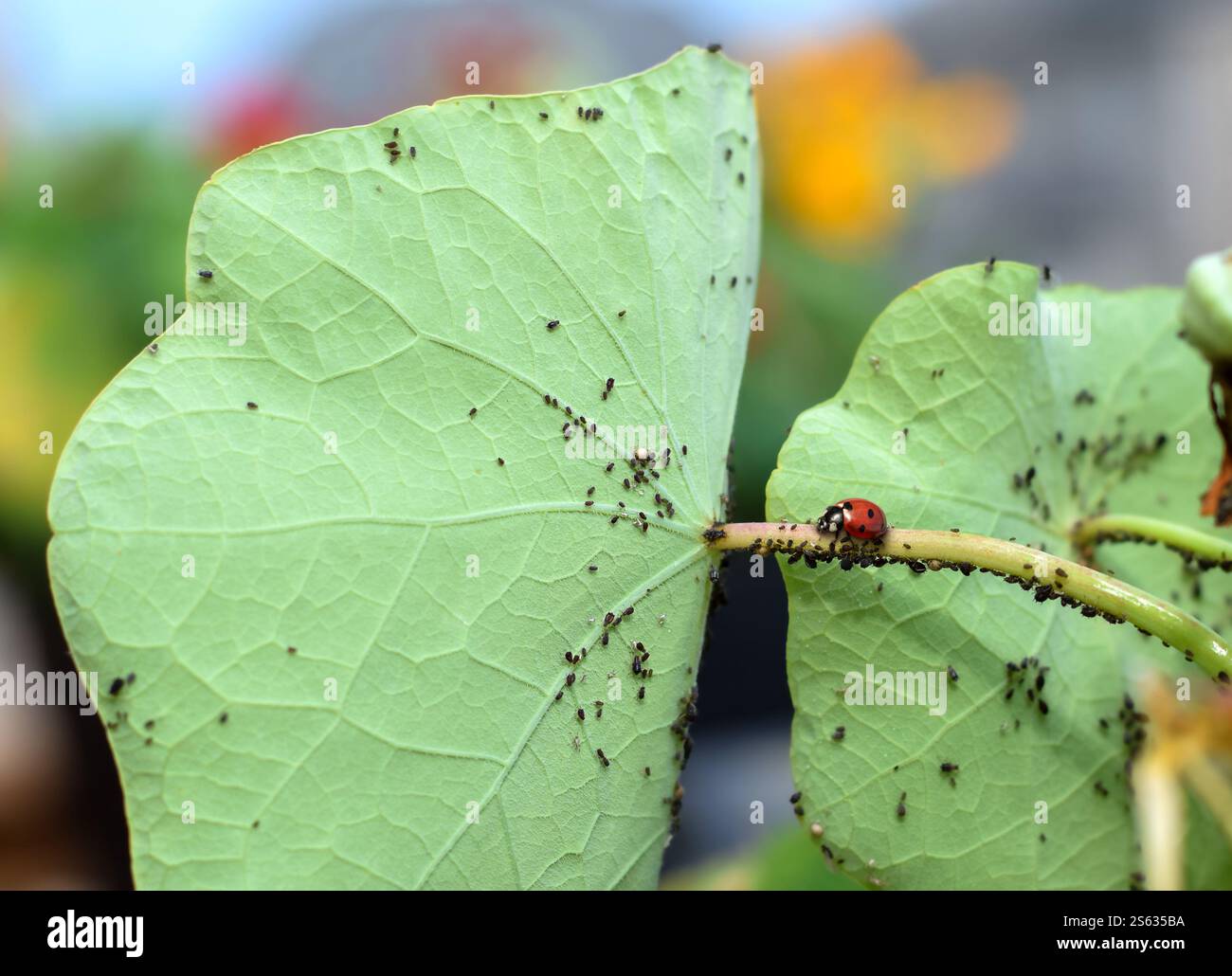 Red ladybug sitting on a green plant leaf infested with black aphids Stock Photo