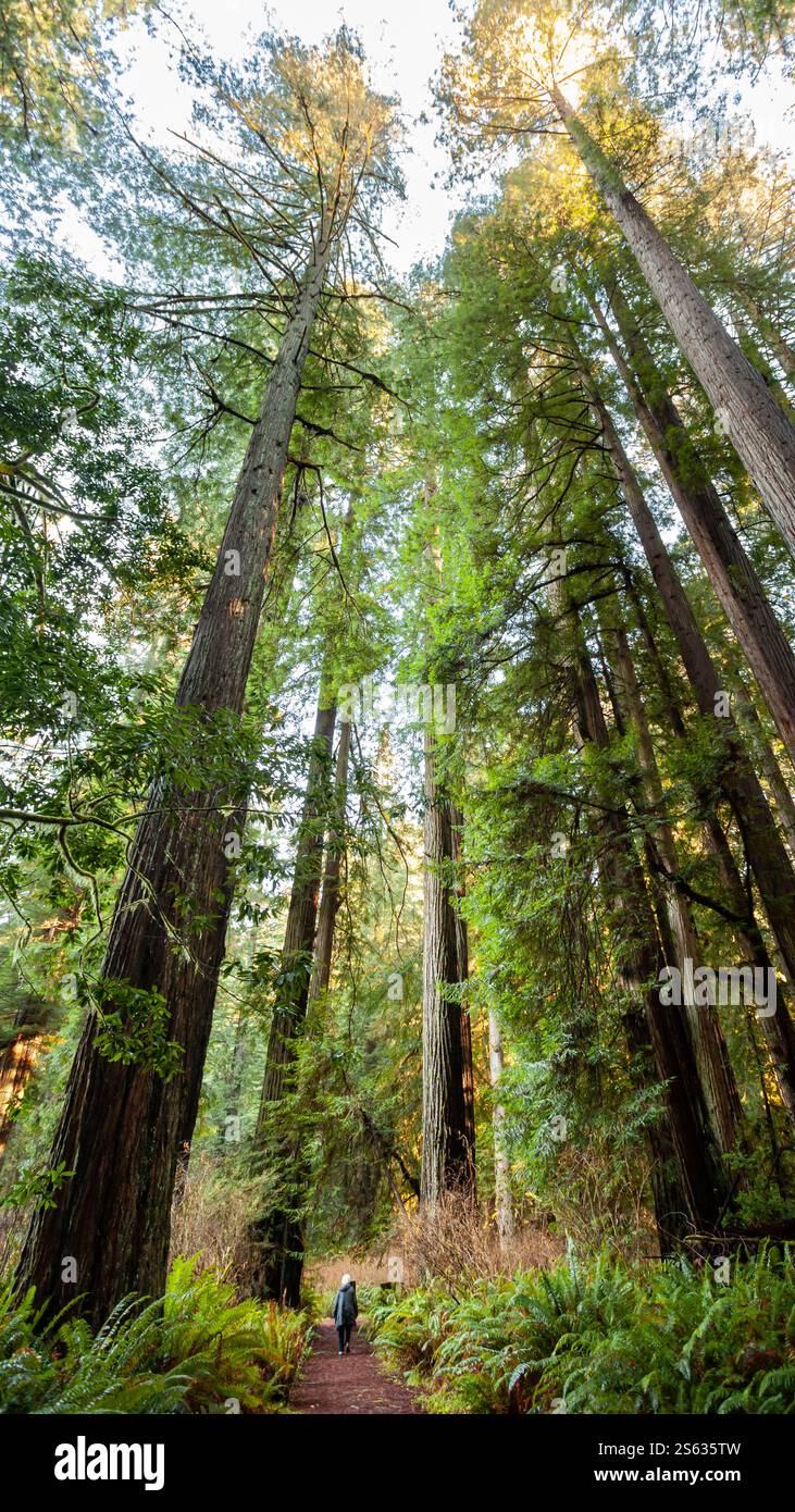 A hiker traverses a winding path surrounded by towering redwood trees ...