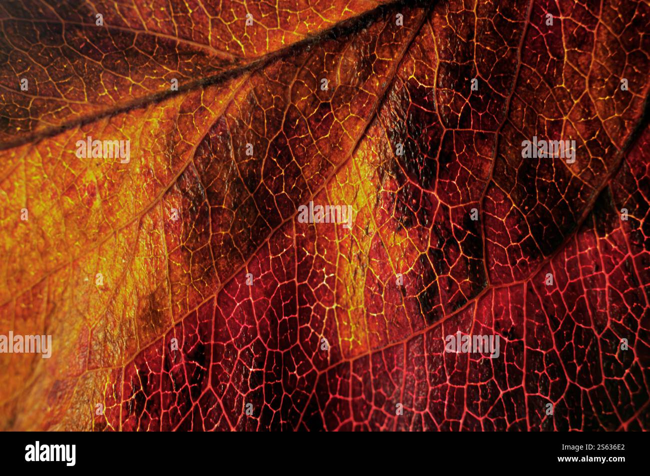 A dry autumn tree leaf. Stock Photo