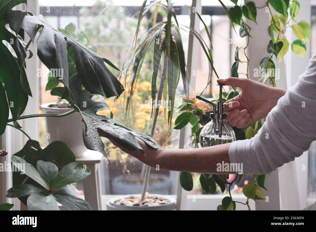 philodendron monkey tail Philodendron 'Dragon Tail' | Indoor Plant | Tropical Plant | Potted Plant main image 0