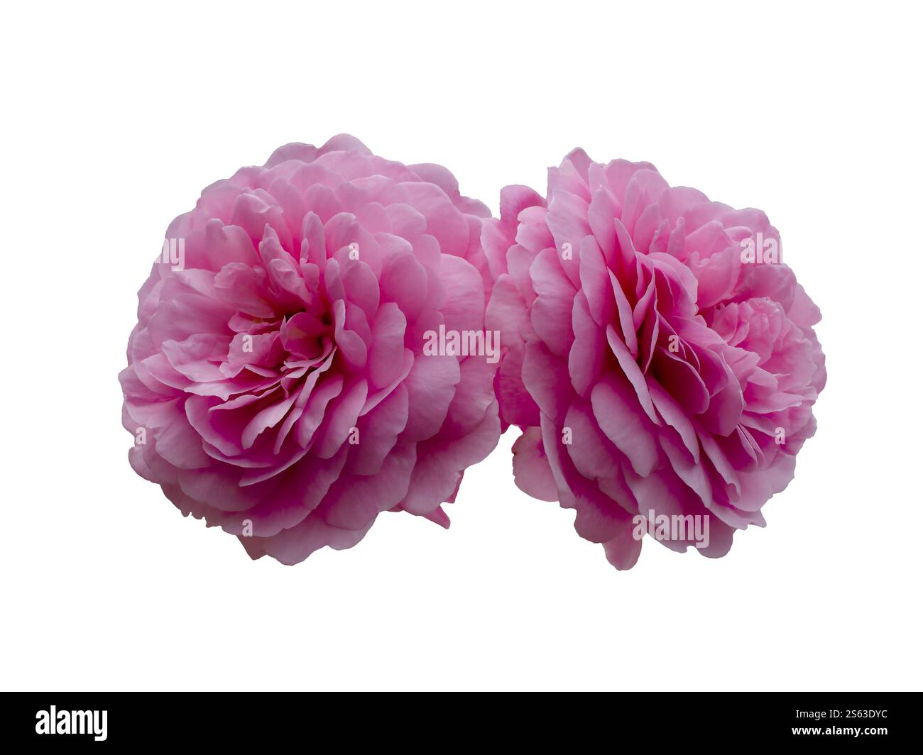 Two bright pink roses onwhite background. Detail for creating a collage ...