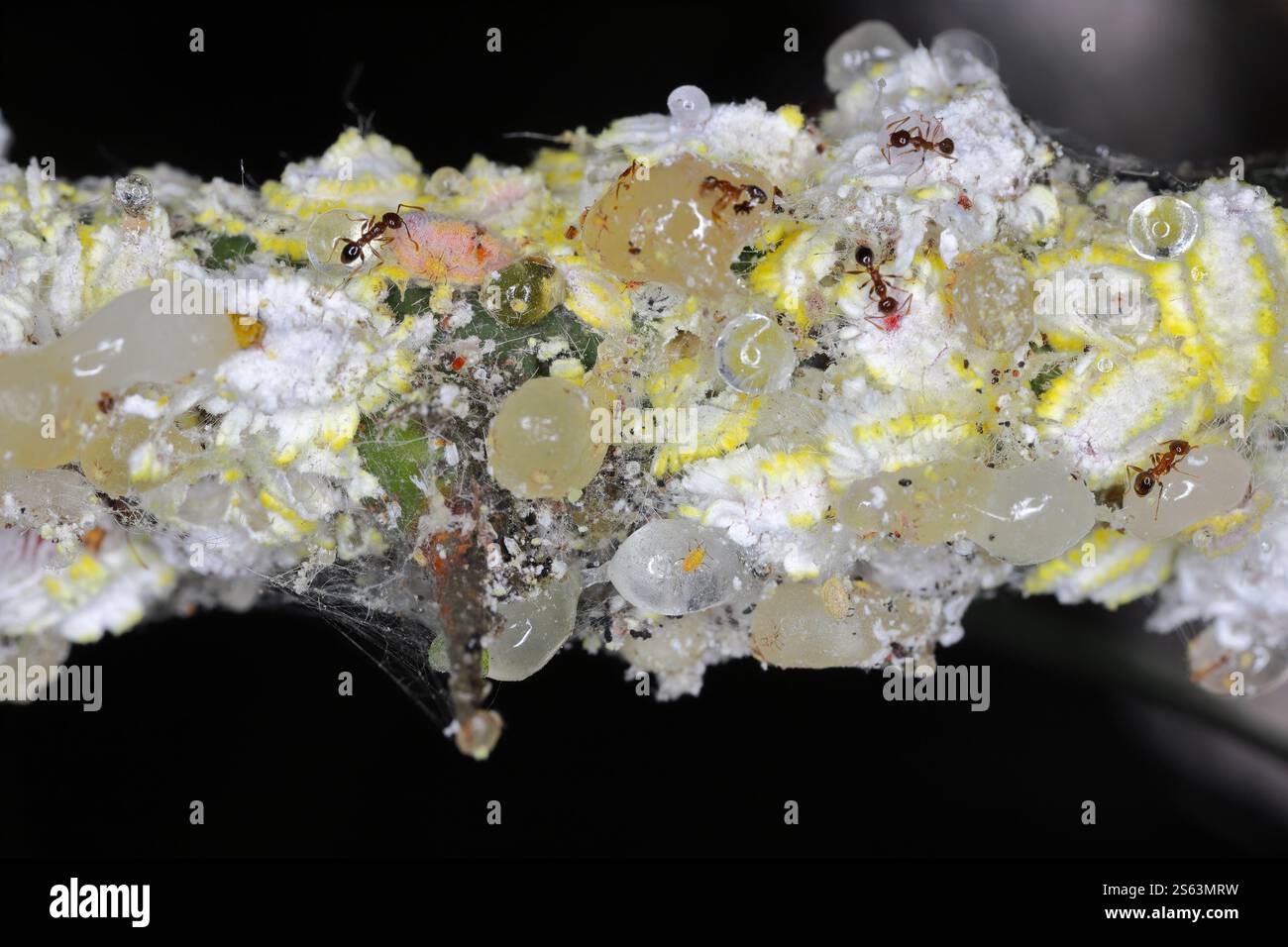 Seychelles scale insect Icerya seychellarum pest insect and sugar in ...