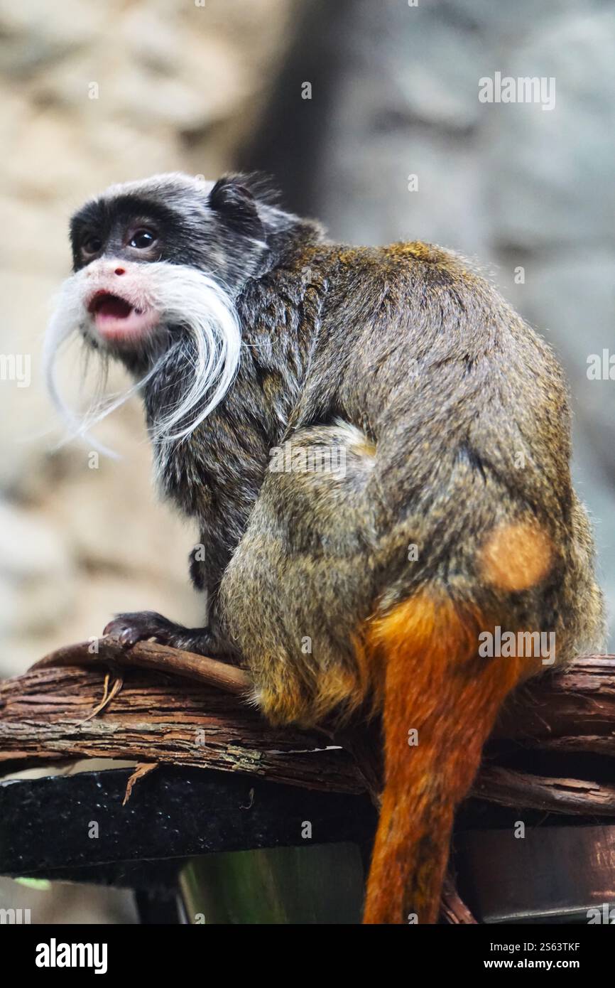 Vertical close up of a cute Bearded Emperor Tamarin, South American ...