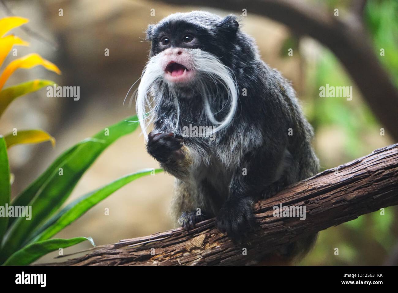 Monkeys With Mustaces