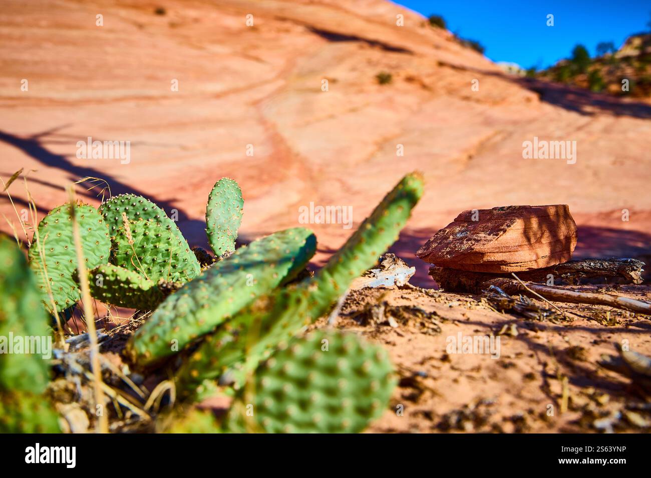 Smooth cactus hi-res stock photography and images - Alamy
