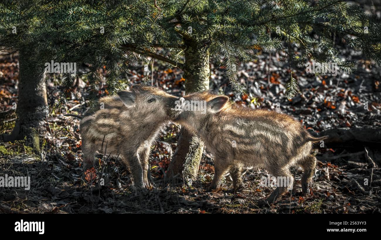 Close-up of two little boarlets (Sus Scrofa)kissing  underneath a tree, 16:9 Stock Photo