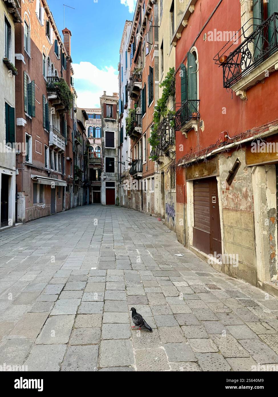 Venice street with Pigeon - Smartphone Captured Stock Image
