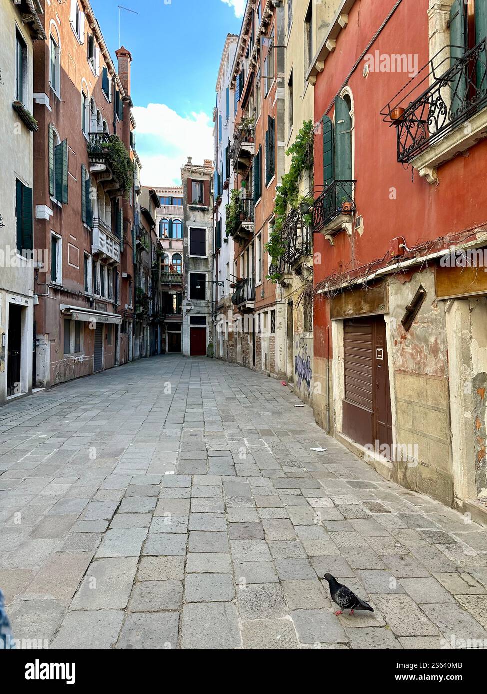 Venice Alley with Pigeon - Smartphone Captured Stock Image