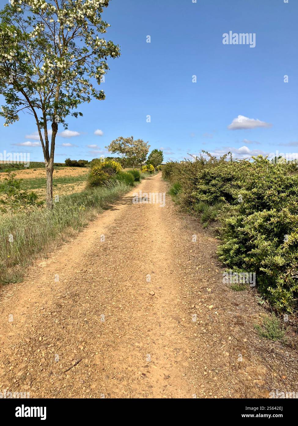 Long, Straight Path on the Spanish Meseta. Walking the Camino Francés. - Smartphone Captured Stock Image